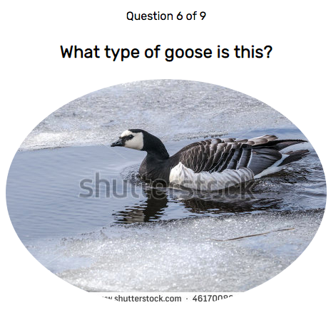 Visit the Geese Games website