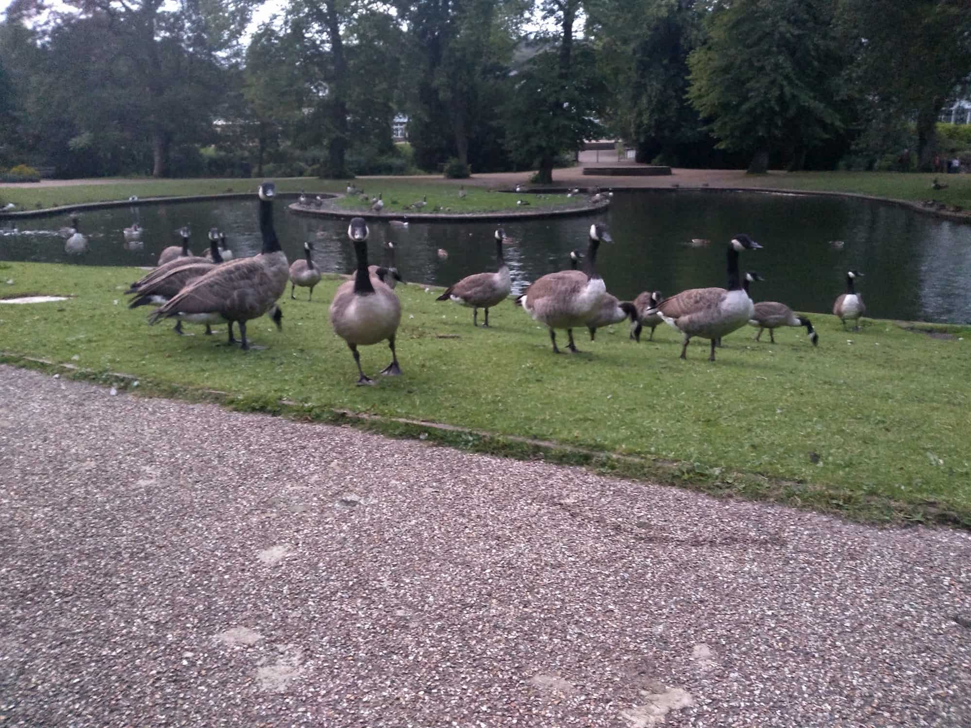 Gaggle of geese in Buxton park near the park lake