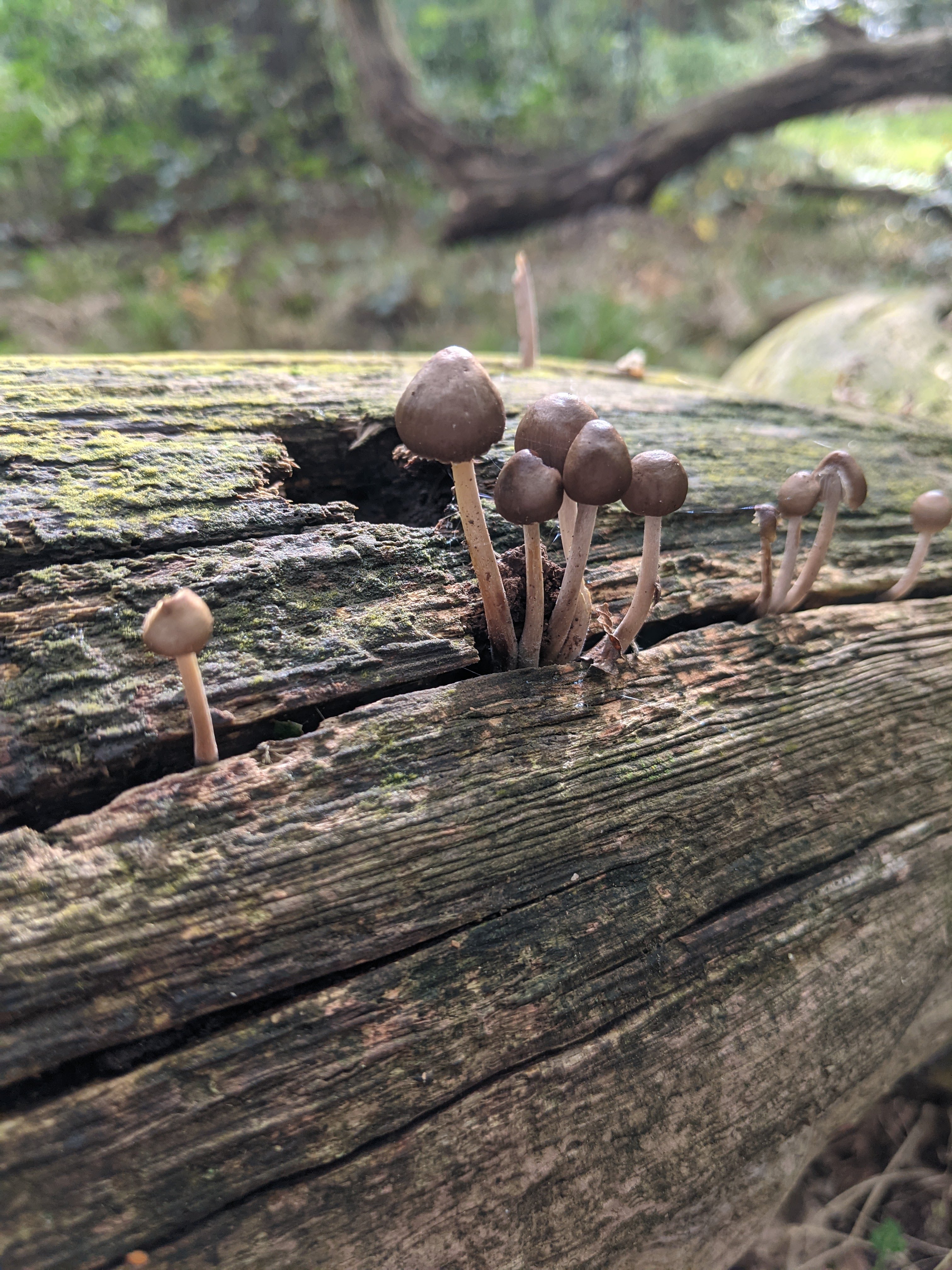 Brown mushrooms or toadstools growing on a tree