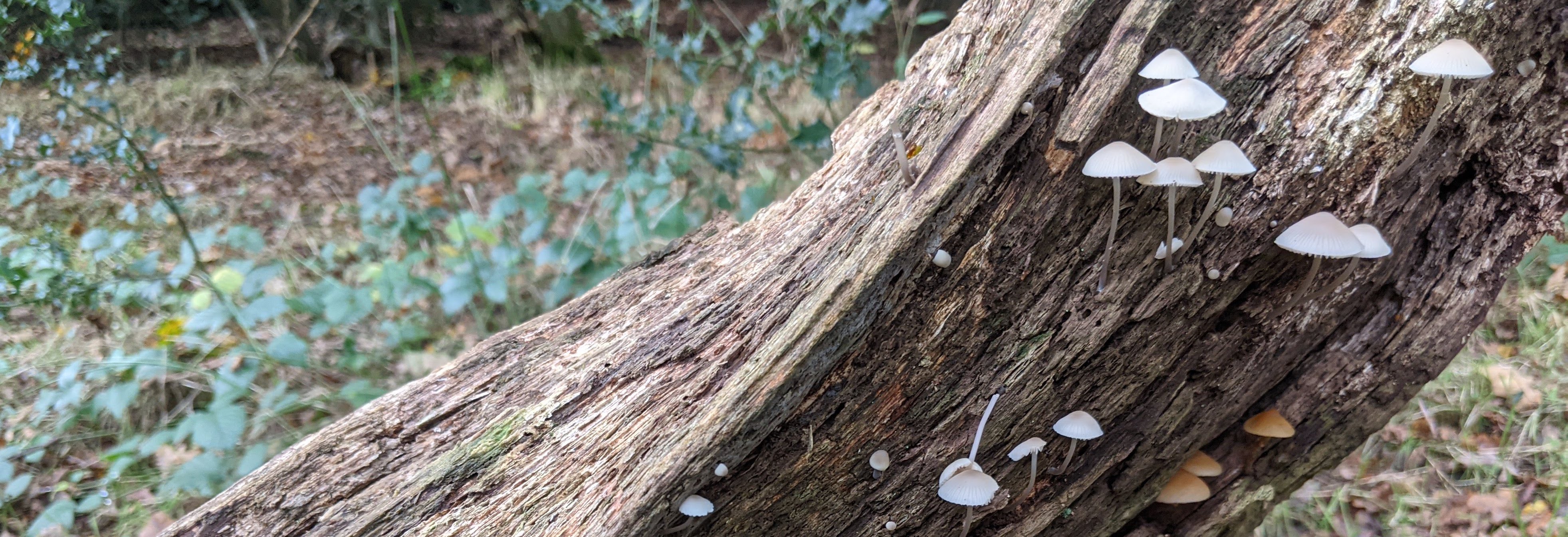 white mushrooms growing on a tree - type of mushroom unknown