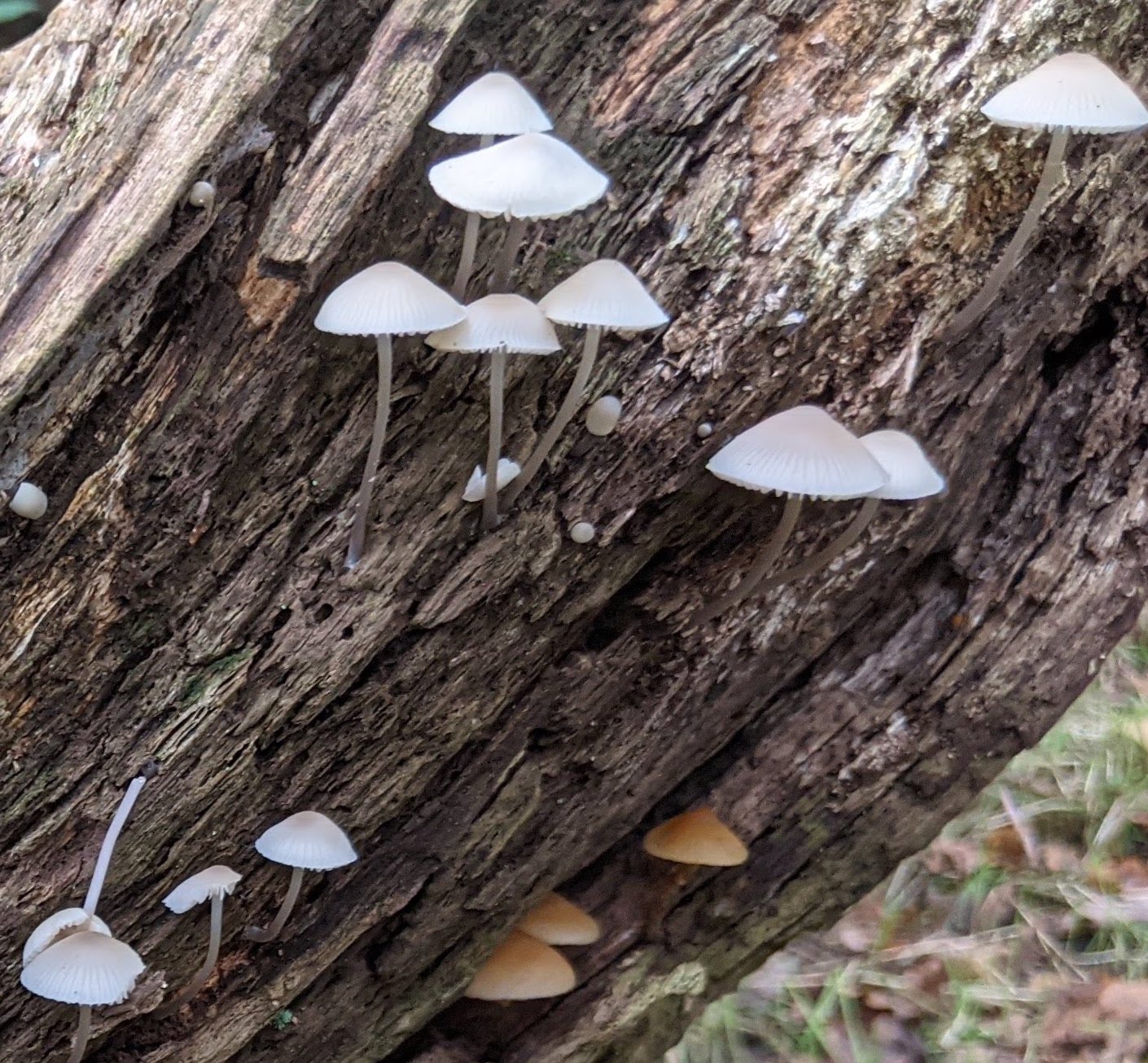 white mushrooms growing on a tree - type of mushroom unknown