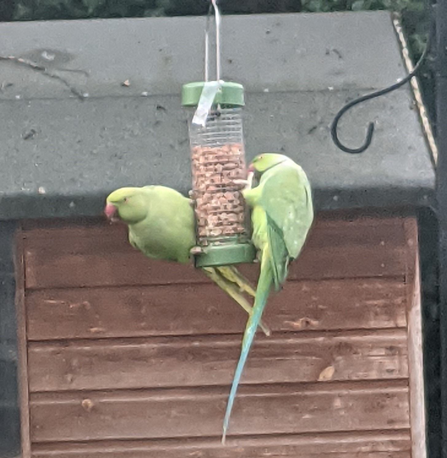 Two bright green ring-necked parakeets on a peanut feeder - one is tucking in, and the other is leaning out from the feeder, on the lookout