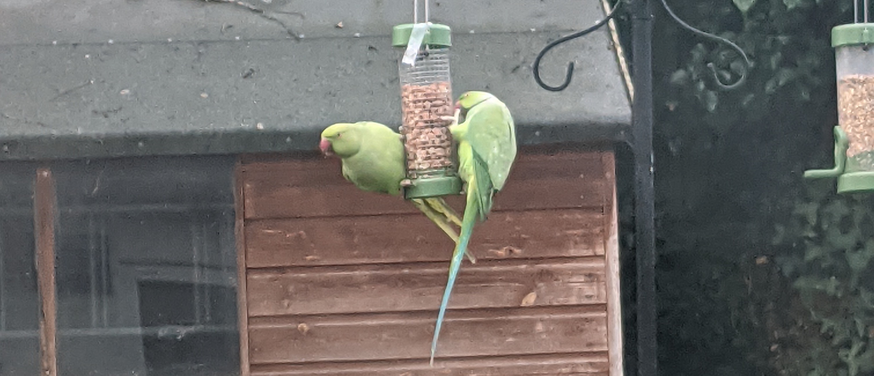 Two bright green ring-necked parakeets on a peanut feeder - one is tucking in, and the other is leaning out from the feeder, on the lookout